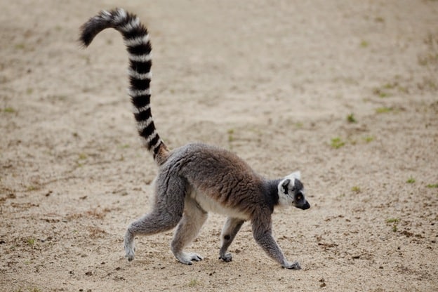 Resultado de imagem para ring tailed lemur