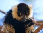 Black And White Ruffed Lemur - Varecia Variegata