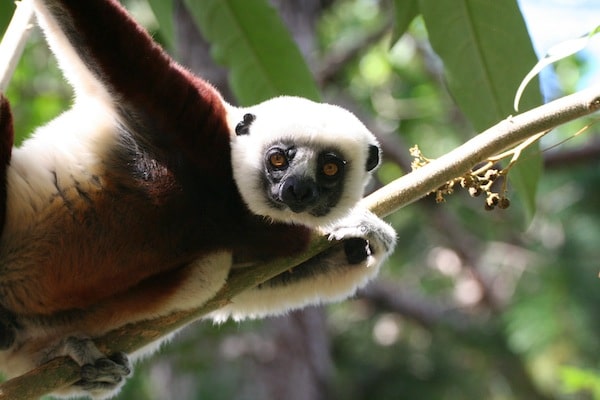Coquerel's Sifaka and Camera