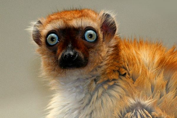 Cute Lemur With Blue Eyes
