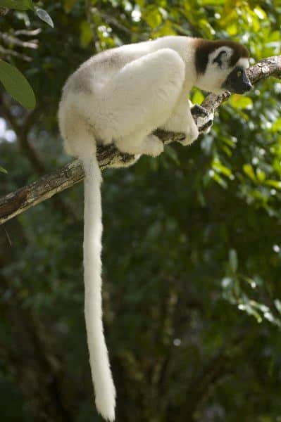 Sifaka_With_Long_Tail_600