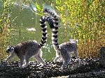 Two Ring-Tailed Lemurs In Captivity