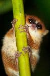 Wild Mouse Lemur Clinging To a Stalk