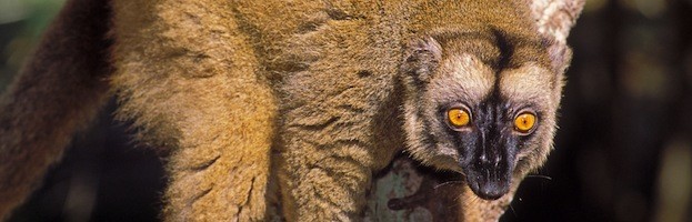 Lemur Evolution - Lemur Facts and Information