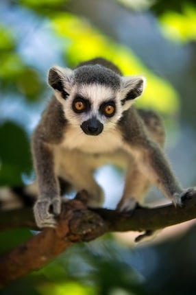 Young Ring Tailed Lemur