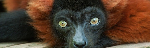Lemur Rufo Rojo