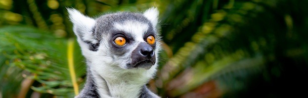 Lemur Research