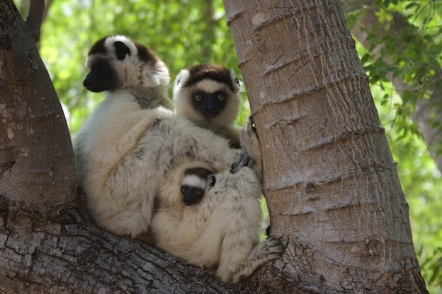 Lemur social behavior