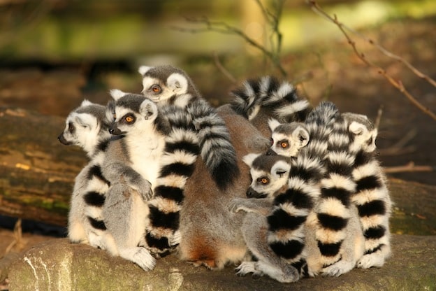 Social structure of the Lemur